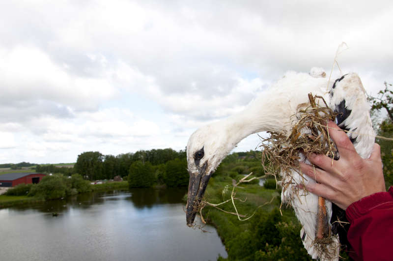 Ringmärkning av årets storkar i Flyinge