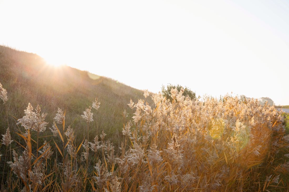 en kulle med grönt gräs och vass i solnedgång