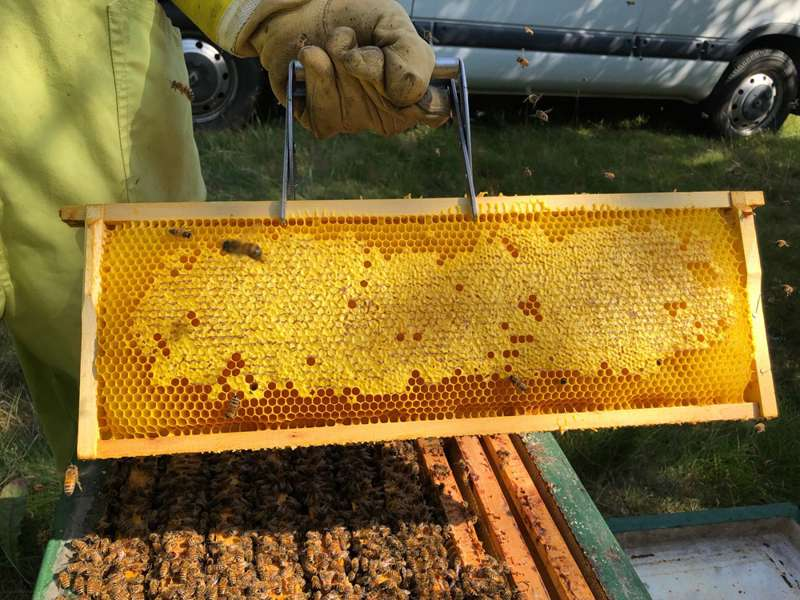 Honungsskörd